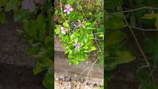 butterfly  beautiful video ❤️  butterfly flying