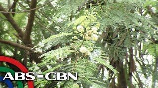 Salamat Dok: Health benefits of Ipil-Ipil | Cure Mula sa Nature