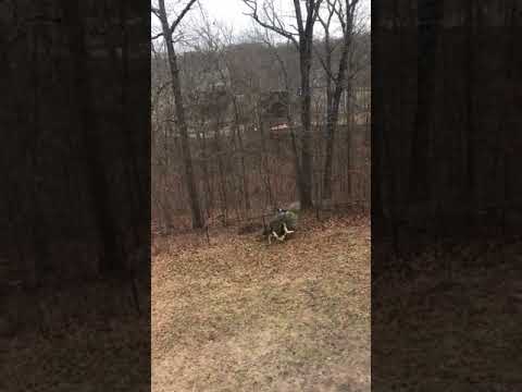 Two dogs want to keep Christmas tree 2018 Two dogs want to keep Christmas tree 2018