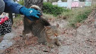 美猫のトラちゃんも出て来てくれました❗コロンは出来ないトラちゃん❗腰高く上げて尻尾クリ➰ン可愛いでしょ❗お耳クリンクリンも少しだけ出来ました⤴️ウエットペロペロ⤴️なんだニャン❤️