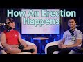 How An Erection Happens