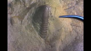 Preparing a trilobite pygidium with dental tools