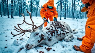 A Reindeer's Second Chance! Rescuing an Injured Reindeer from Parasites