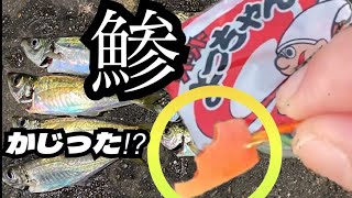 【茨城海釣り】鯵を釣る！サビキに賞味期限切れのよっちゃんイカをつけてみたら