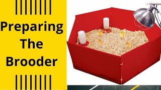 Brooding healthy chicks and avoiding mortality: Preparing brooder