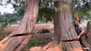 Tree cuttin' compilation 2020