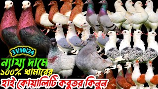 ন্যায্য দামে ১০০% খামারের কবুতর কিনুন || হাই কোয়ালিটি ফেন্সি কবুতর বিক্রি || কম দামে কবুতর বিক্রি