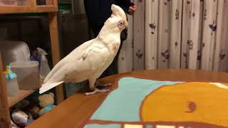 アカビタイムジオウムの夢ちゃんからのワカケホンセイインコの大吉君