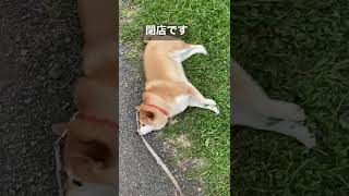 【散歩拒否犬】柴犬さーち#shorts