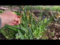 How to care for Daffodils and Muscari after they bloom....and WHY!