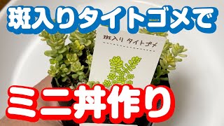 つぶつぶセダムのタイトゴメを小さくモリモリ丼を目指して仕立て直す