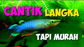 REVIEW OF BEAUTIFUL UNIQUE SMALL WATER DECORATIVE FISH BUT CHEAP | TIN HEAD FISH [blue panchax]