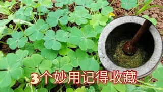 农村常见酢浆草，你还把它当杂草吗？煮水厉害啦