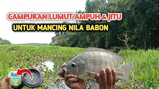 CAMPURAN LUMUT AMPUH DAN JITU UNTUK MANCING IKAN NILA BESAR ||Umpan Jitu