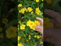 bush allamanda yellow flowers plant shorts youtubeshorts 🤩🤩