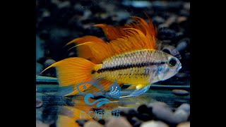 10/2【DC短鯛坊】B橘帆鳳尾短鯛 No.K1【DwarfCichlid】