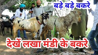 बड़े बड़े बकरे | lakha bakra mandi || @iltilanatarsemsingh