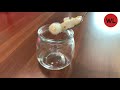 lychee jelly recipe lychee agar agar recipe how to make lychee jelly how to make lychee jelly