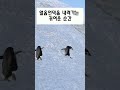 빨리와늦엇어~~ 쇼츠 shorts 동물 펭귄 뒤뚱뒤뚱 귀여움 귀여운동물 귀여운동물영상 귀여운동물짤 귀여운동영상 아기동물 동물영상 @동물사랑꾼이야기