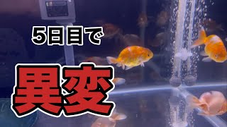 5日目で異変　#金魚#金魚飼育 #江戸錦 #水換え #異変