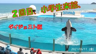 小学生が来館、シャチパフォーマンス鴨川シーワールド「2021/06/11」(金),　13:00～　　２回目