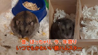 現在、過去、未来、いつでも可愛い爺ハムスター Always cutie, my old hamster