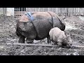 多摩動物園インドサイ親子デコポンrhinoceros unicornis family2024 11 29