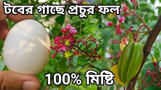 বছরব্যাপী টবে থাই মিষ্টি কামরাঙ্গার প্রচুর ফল পেতে সঠিক সার ব্যাবস্থাপনা. Star Fruit growingTips