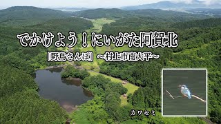 でかけよう！にいがた阿賀北「野鳥さんぽ」～村上市南大平キャンプ場（ダイジェスト編）