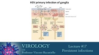 Virology 2014 lecture #17 - Persistent infections