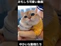 おもしろ可愛い動画　ゆかいな動物たち　funny cute animals　 shorts