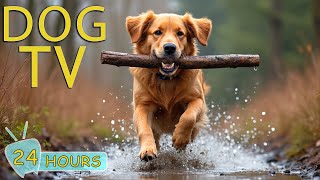 DOG TV: Video Entertain Stress Relief for Dogs When Home Alone - Best Collection Music for Dogs