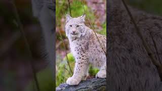 The Eurasian lynx (Lynx lynx) is a medium-sized wild cat| El lince euroasiático (Lynx lynx)