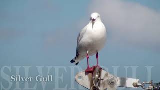 Silver Gull