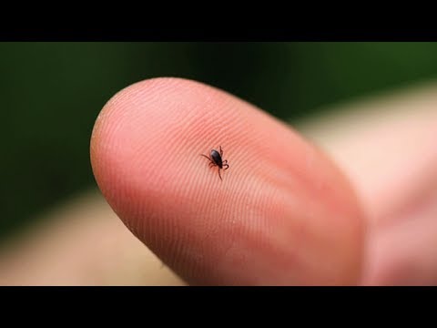 How to prevent Lyme Disease How to prevent Lyme Disease