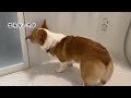 突然配置換えになった時の愛犬の顔がこちらです。