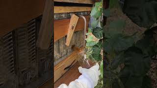 Ash's Flow Hive honey harvest