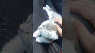 #cat #kitten #catvideos #sleep