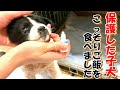 【子犬　保護】保護犬・保護猫の冬支度