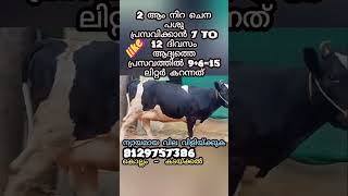 സൂപ്പർ ചെനപ്പശു ഉടനെ പ്രസവം വിളിയ്ക്കുക വില അറിയാം പിന്നെ പറയാം വാങ്ങാം