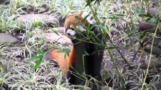 20160101 小貓熊~ㄚ家~享受竹子大餐 Red Panda @Taipei zoo