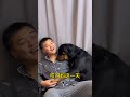 这一天还能有个好 罗威纳护卫犬 狗狗 拉登与阿亮的日常生活