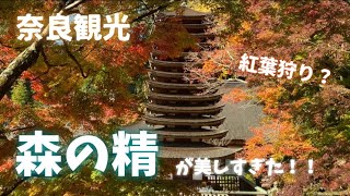 〈Vlog1〉談山神社に紅葉狩りに行ったら、森の精が舞い降りてきた。#奈良観光　#秋の旅　#旅行