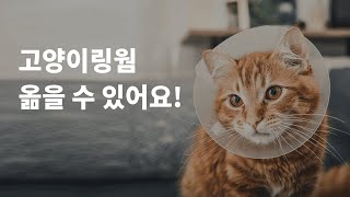 고양이링웜 증상과 치료방법은 무엇인가요?