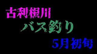 大落古利根川へバス釣りに行って来ました