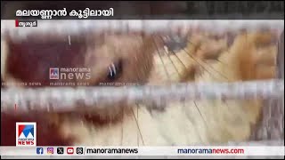 പരുക്കേറ്റ മലയണ്ണാന്‍ കൂട്ടിലായി | Thrissur | Indian giant squirrel