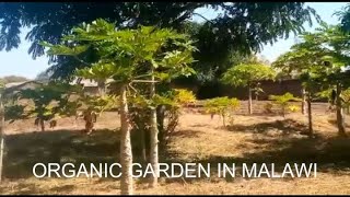 Organic vegetable garden in Malawi