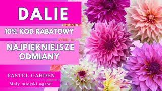 Dalie, które warto mieć w ogrodzie Kod rabatowy na dalie z Zakazany Ogród  Gdzie kupuję dalie #ogród