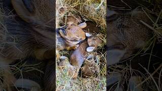 Wild bunnies are sleeping well- Ontario Canada #bunny #nature #wildlife #animals #rabbit