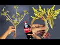 3 SUPER SPECIAL TECHNIQUES to propagate MANGO branches using coca~cola and banana, for beginners